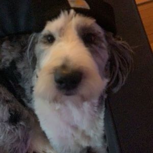 Meet your Posher, Nellie